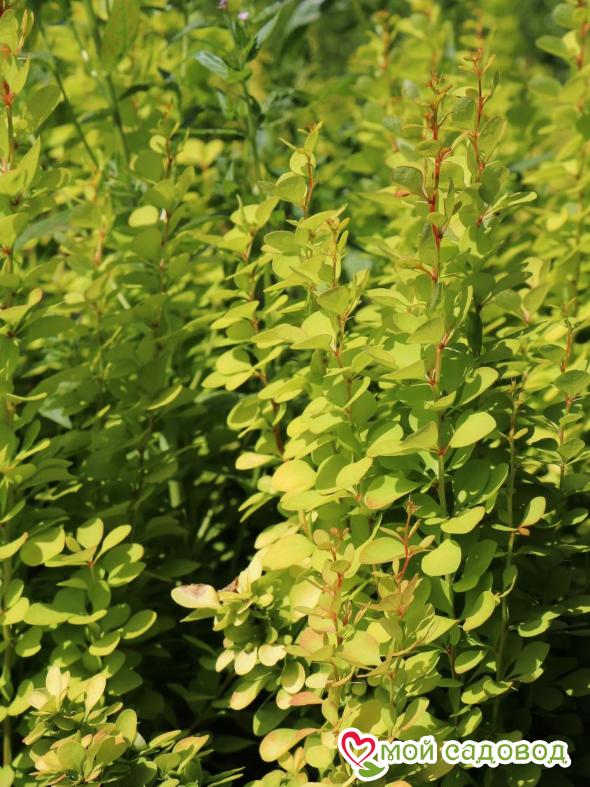 Барбарис тунберга "Голдалита"