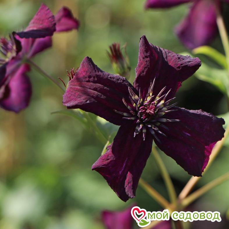 Клематис Дарк Айс ЗКС