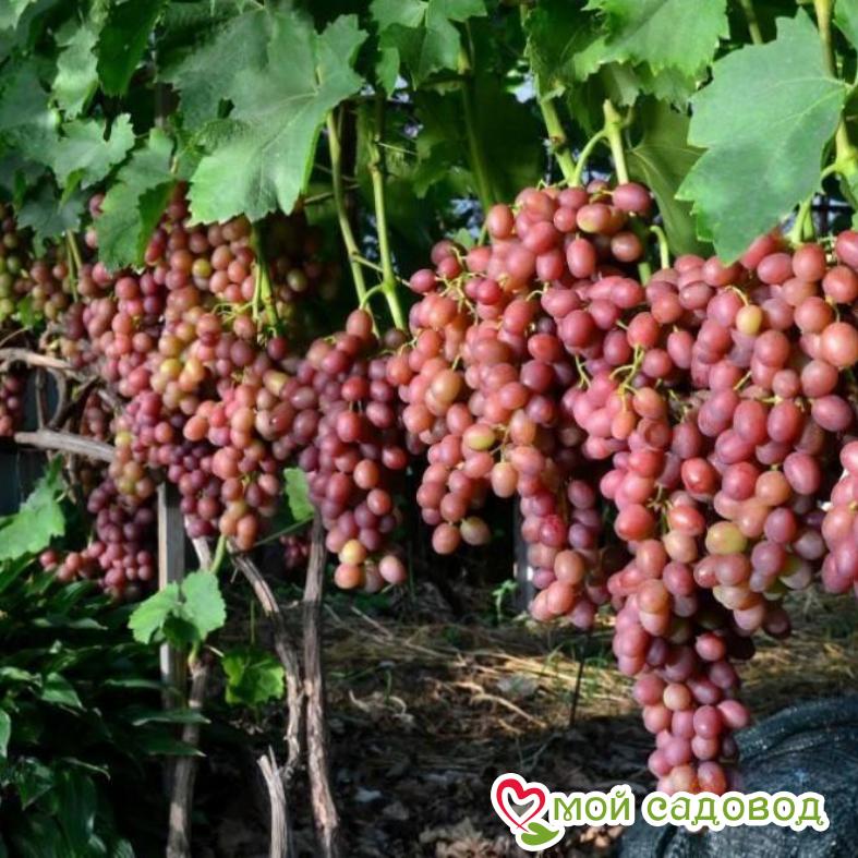 Виноград Ливия