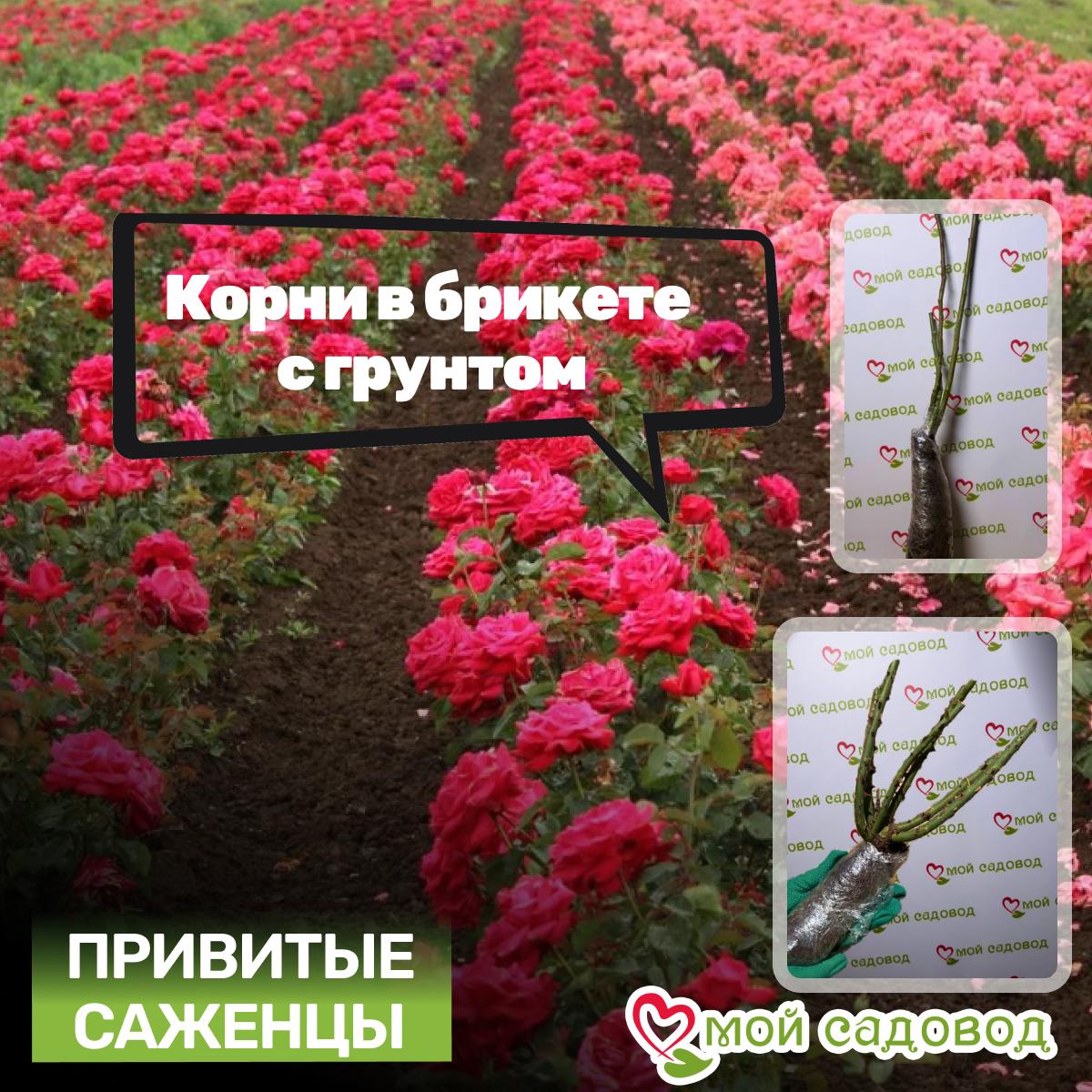 Роза чайно-гибридная Жан Жионо