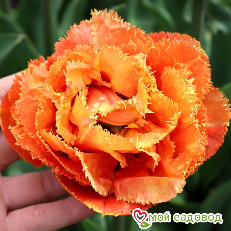 Тюльпан Сенсуал Тач