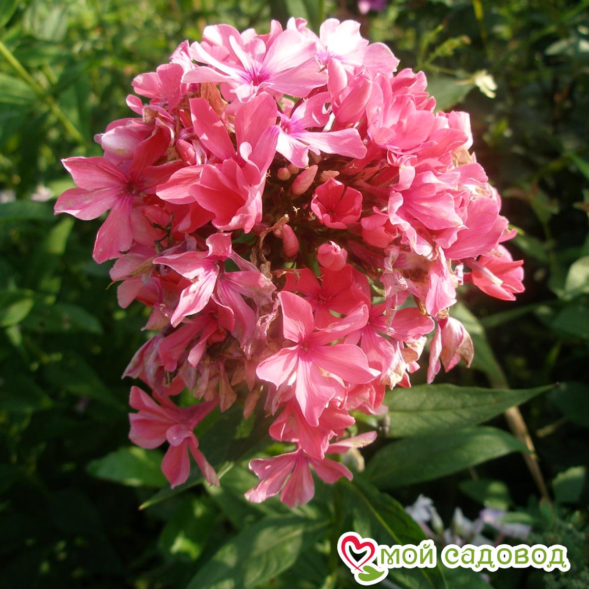 ФЛОКС МЕТЕЛЬЧАТЫЙ ЗЕНОБИЯ