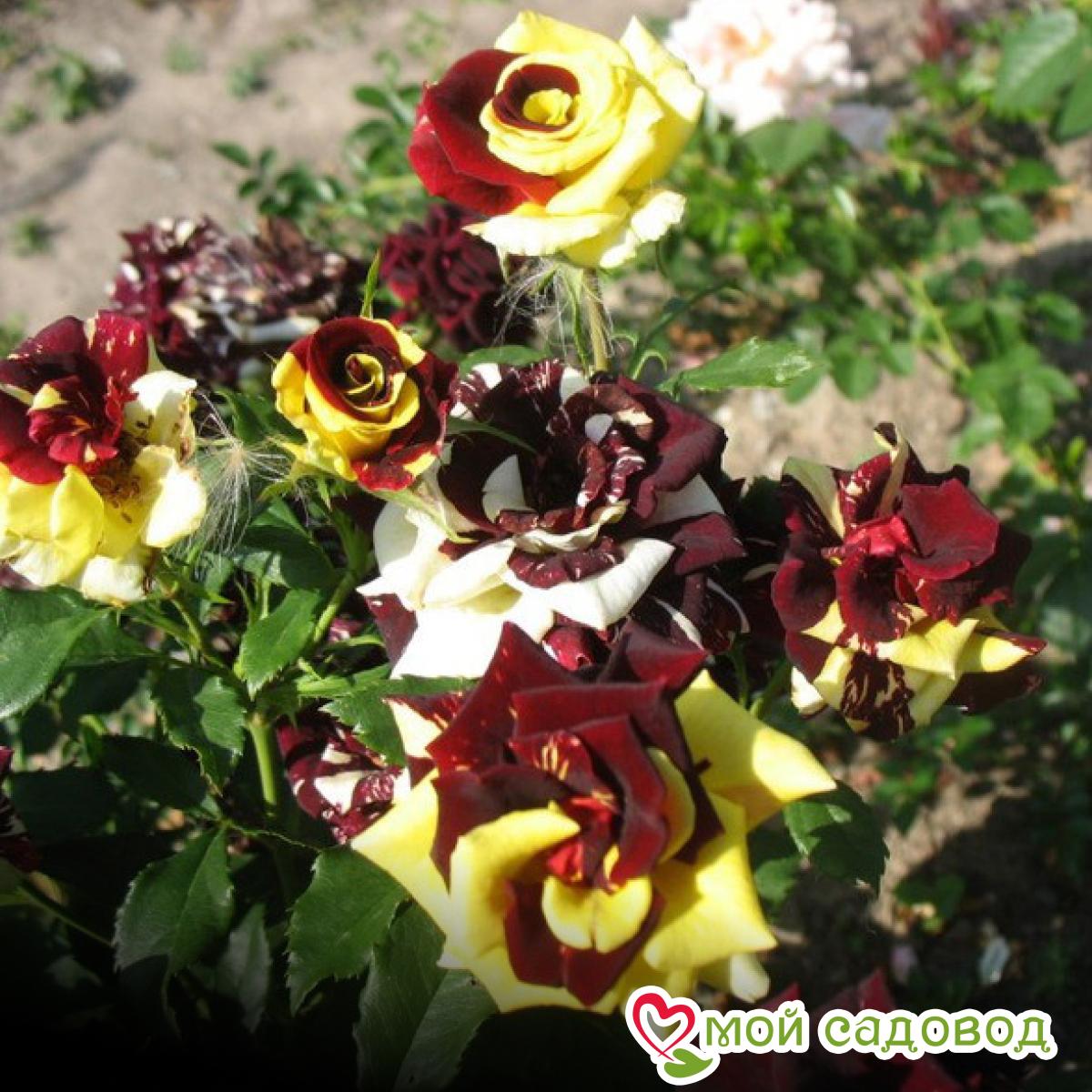 Роза чайно-гибридная Сим Салабим