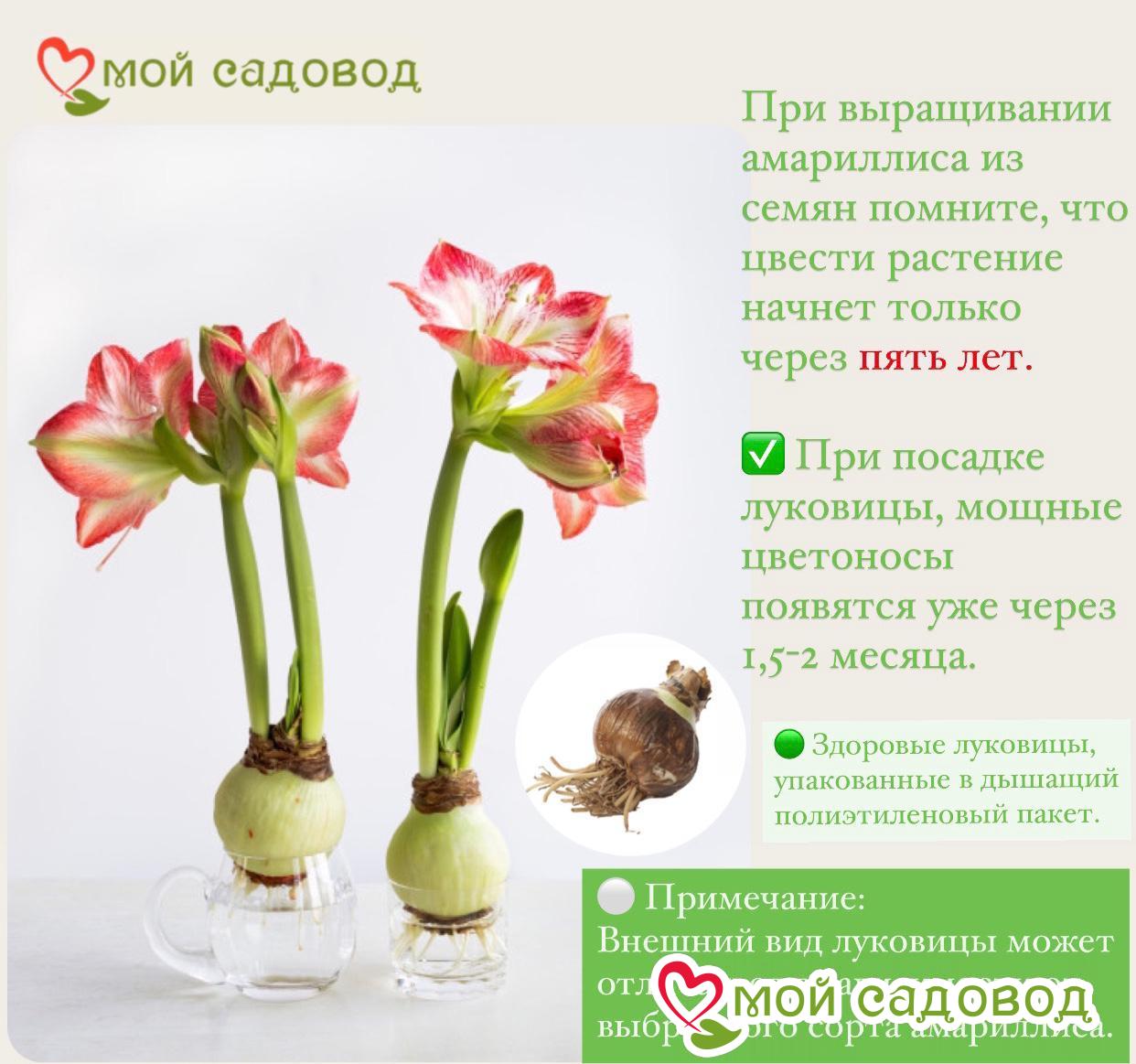 Амариллис Изумрудное Сердце